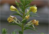 Oenothera rubricaulis. Часть соцветия с цветками и бутонами. Московская обл., Раменский р-н, окр. дер. Хрипань, садовый участок. 14.07.2025.