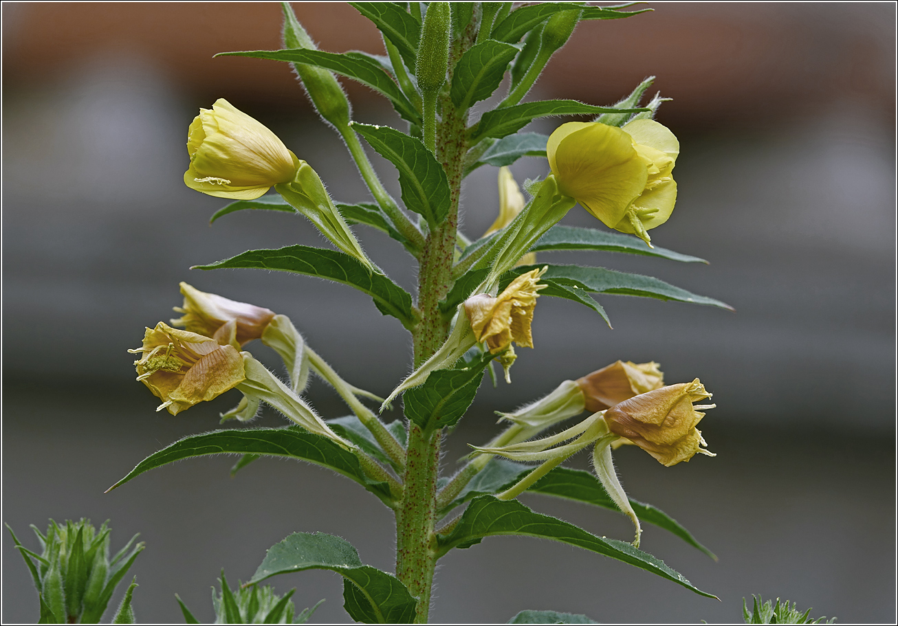 Image of Oenothera rubricaulis specimen.