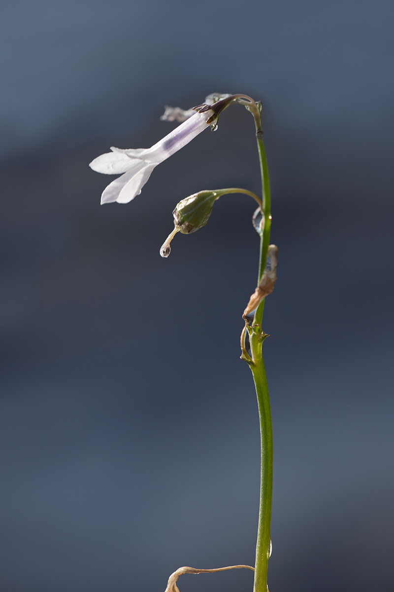 Image of Lobelia dortmanna specimen.