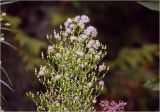 genus Erigeron
