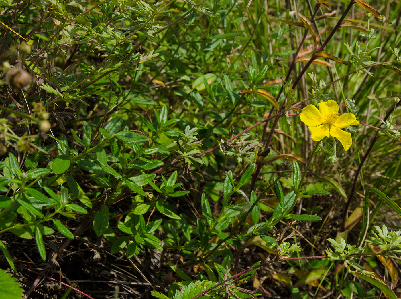 Image of Helianthemum nummularium specimen.