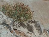 Image of taxon representative. Author is Владимир Панкратов
