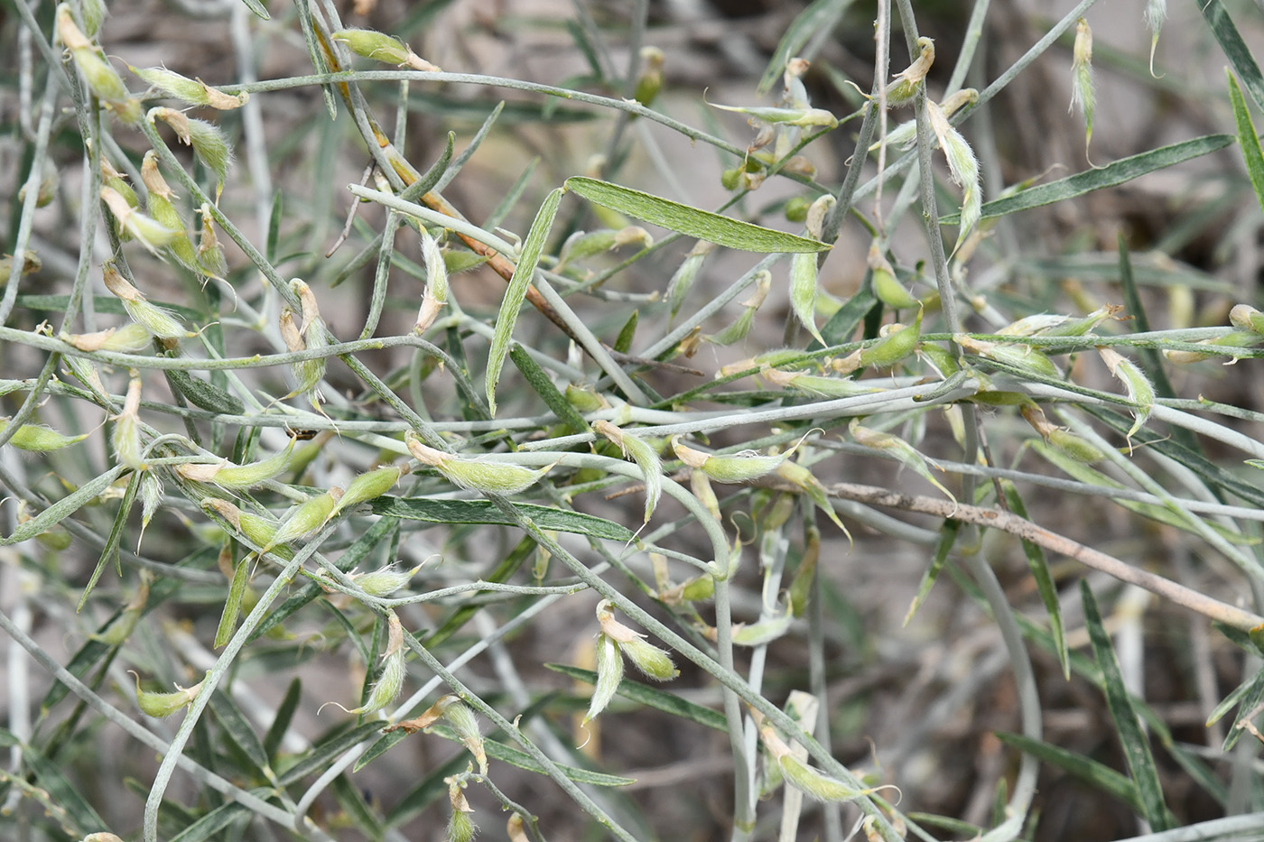 Image of Astragalus excedens specimen.