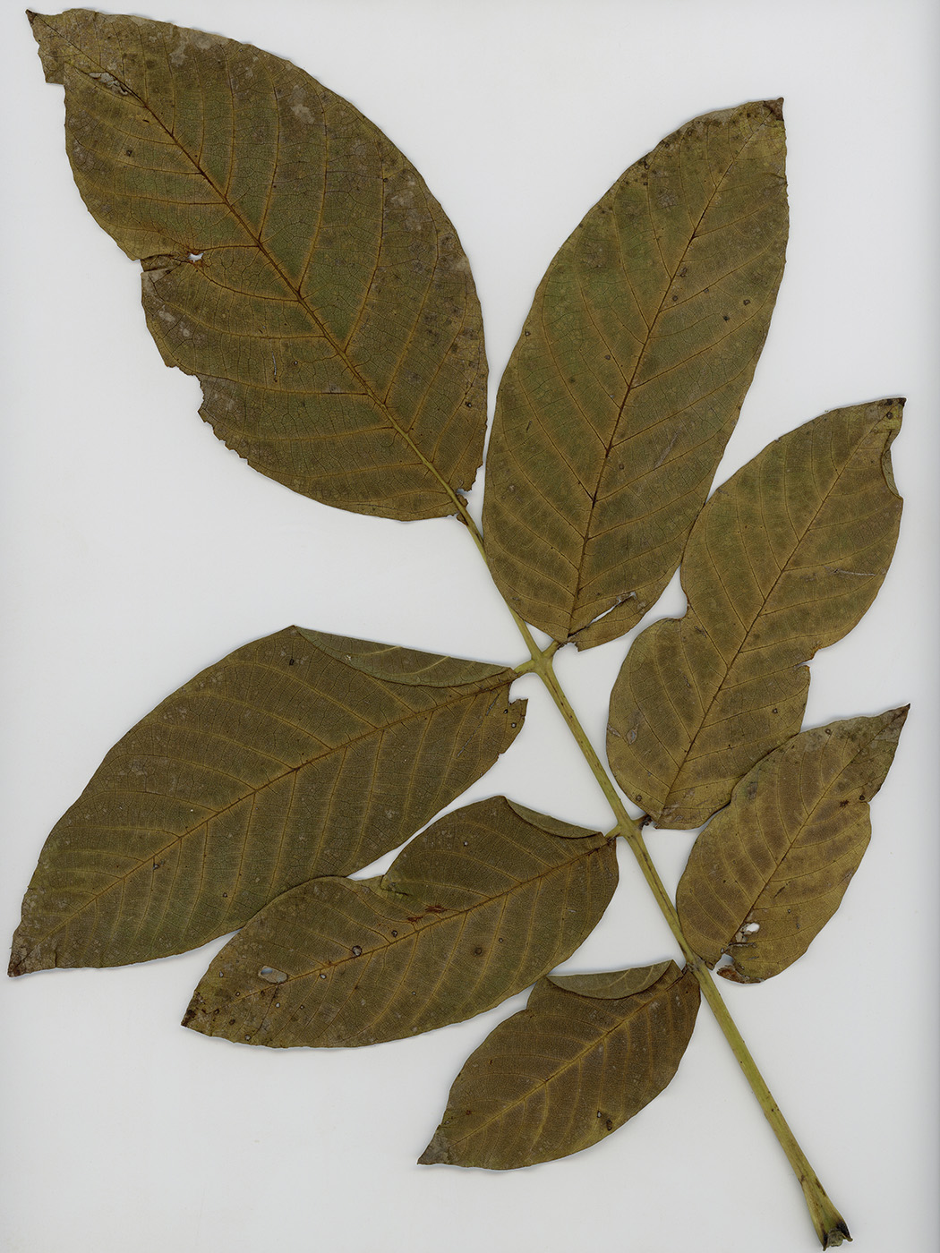 Image of Juglans regia specimen.