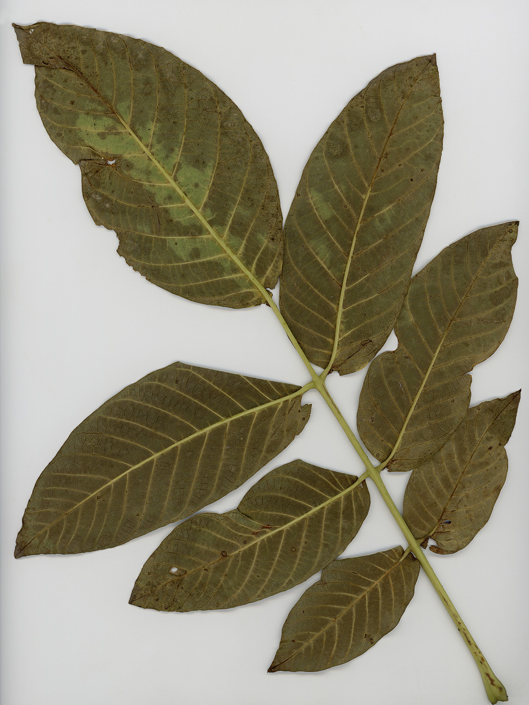 Изображение особи Juglans regia.