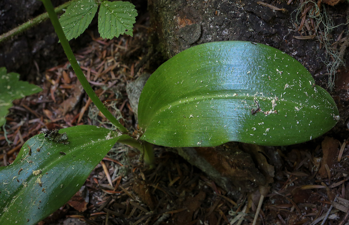 Изображение особи Platanthera bifolia.