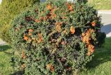 Pyracantha coccinea. Плодоносящее растение. Узбекистан, г. Ташкент, Юнусабадский р-н, окр. Национального банка Узбекистана, в городском озеленении, газон, в культуре. 15.11.2025.