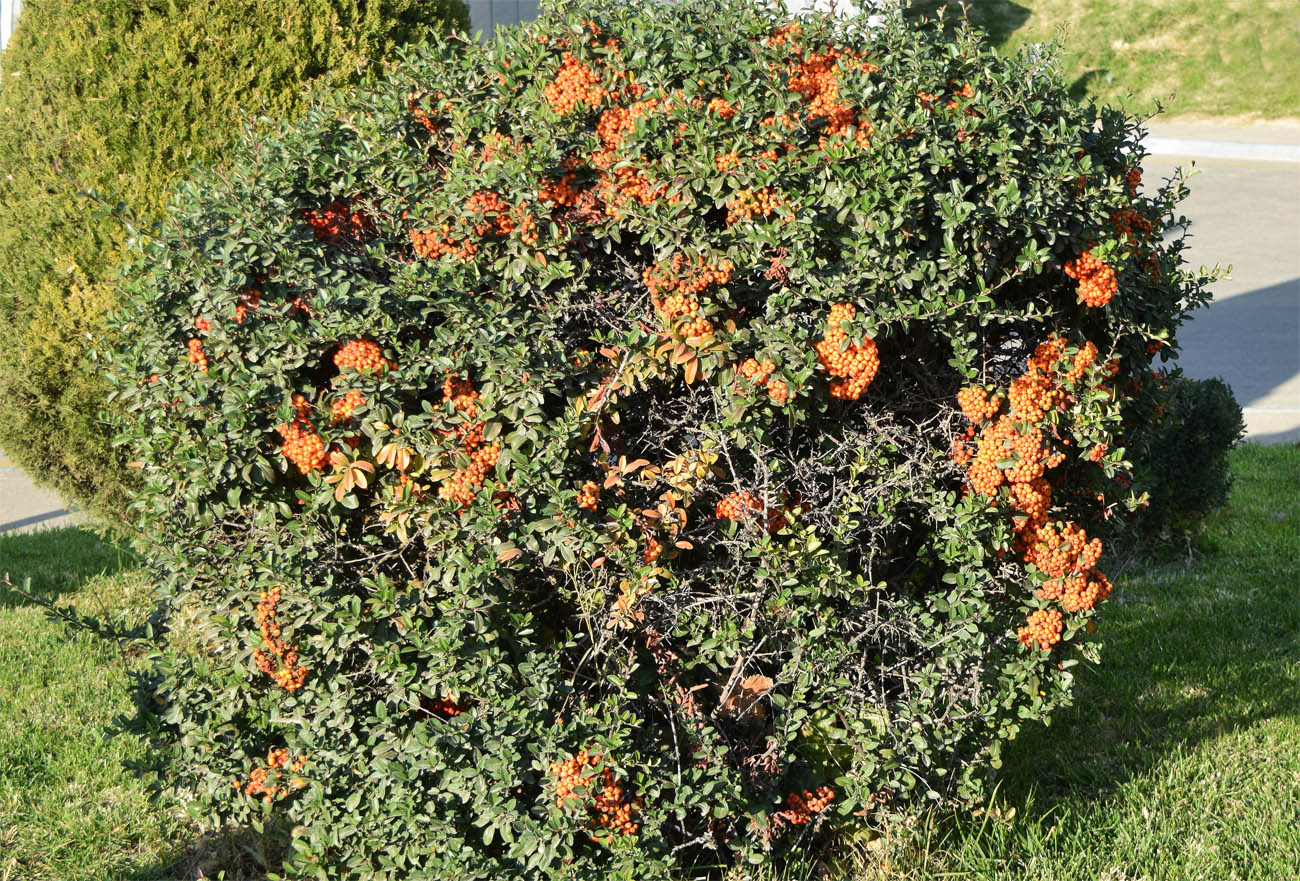 Изображение особи Pyracantha coccinea.