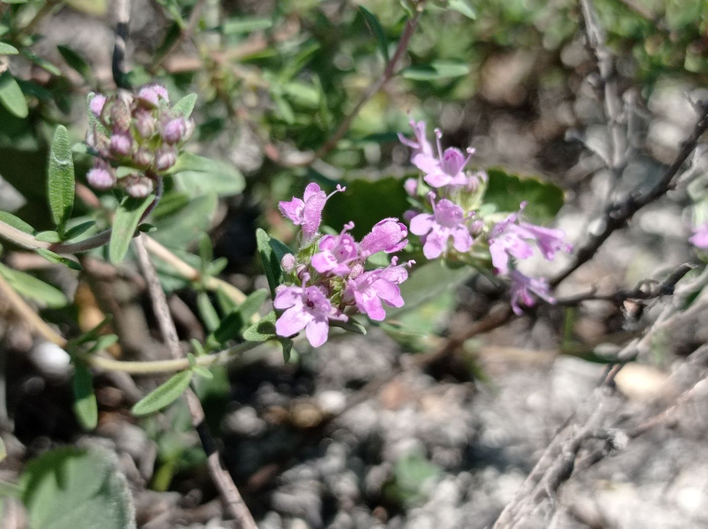 Изображение особи Thymus calcareus.