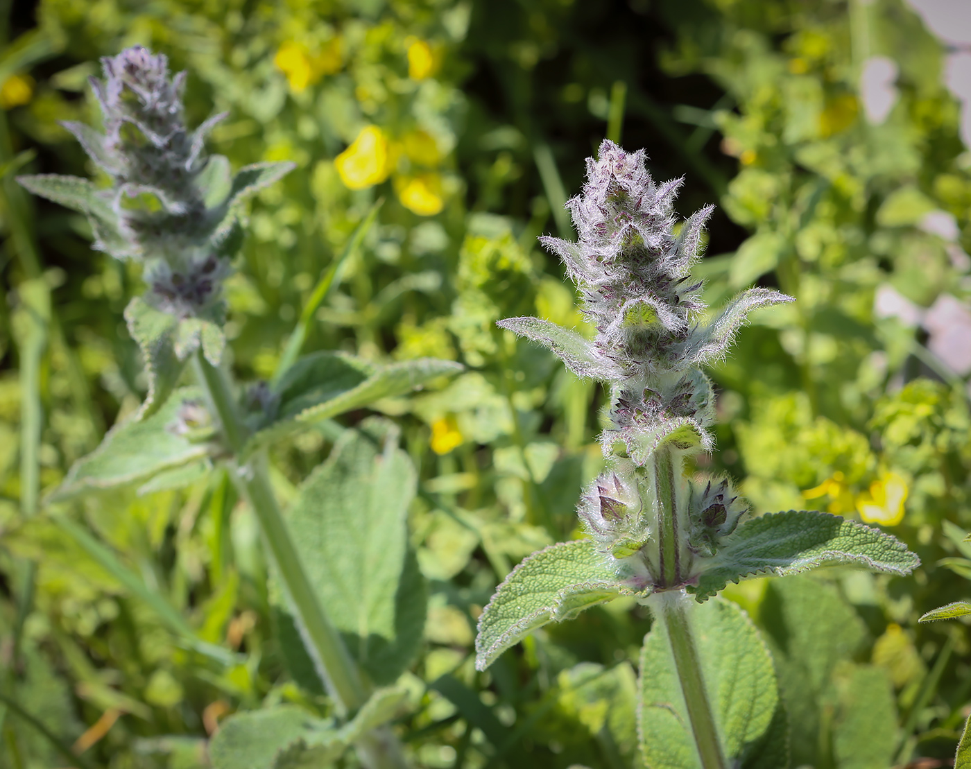 Изображение особи Stachys balansae.