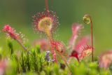 Drosera rotundifolia. Листья и побег с бутонизирующим соцветием. Ленинградская обл., Кингисеппский р-н, Кургальский п-ов, окр. дер. Тисколово, моховая подушка на топком месте. 17.07.2011.