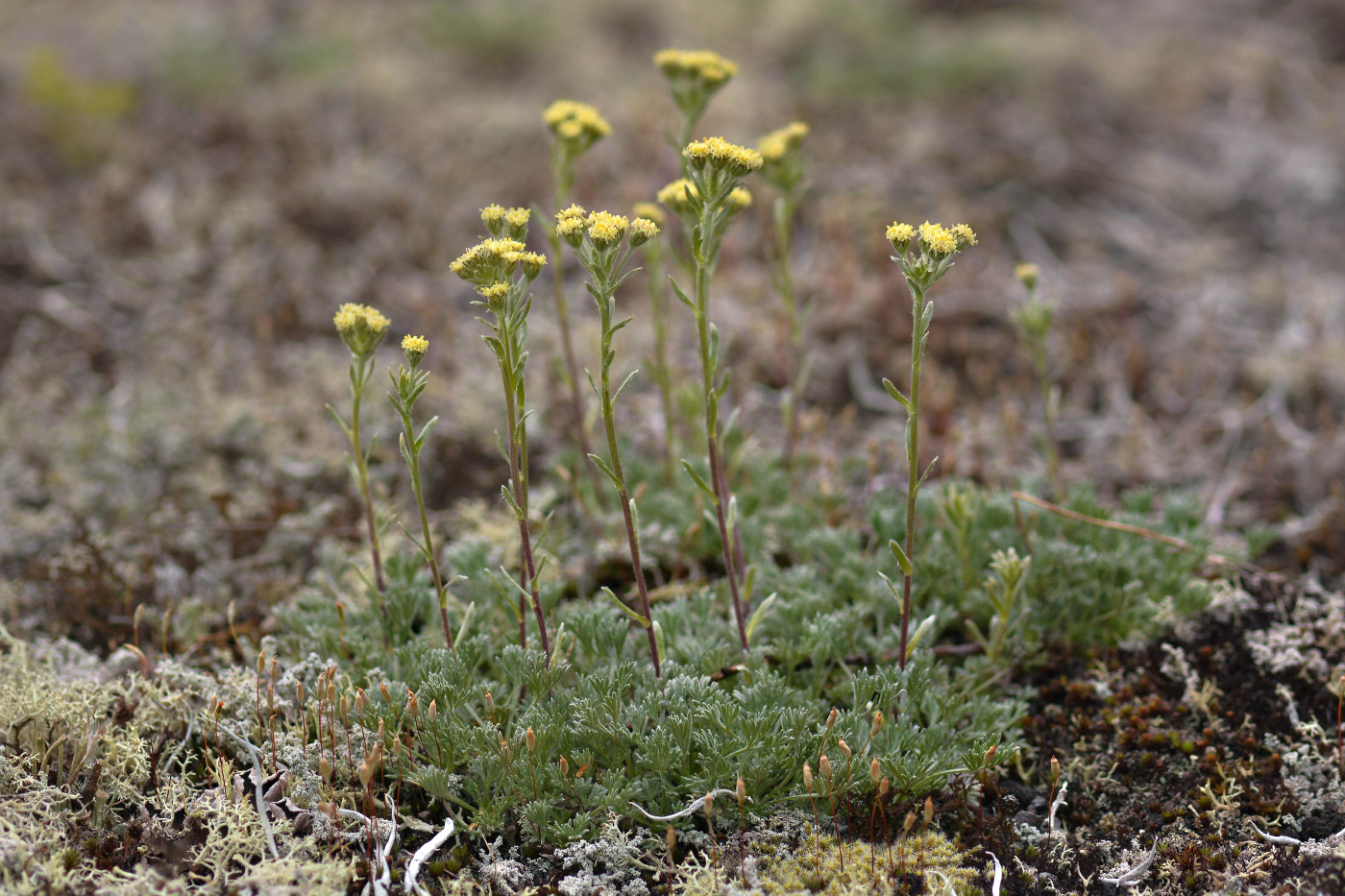 Image of Artemisia glomerata specimen.