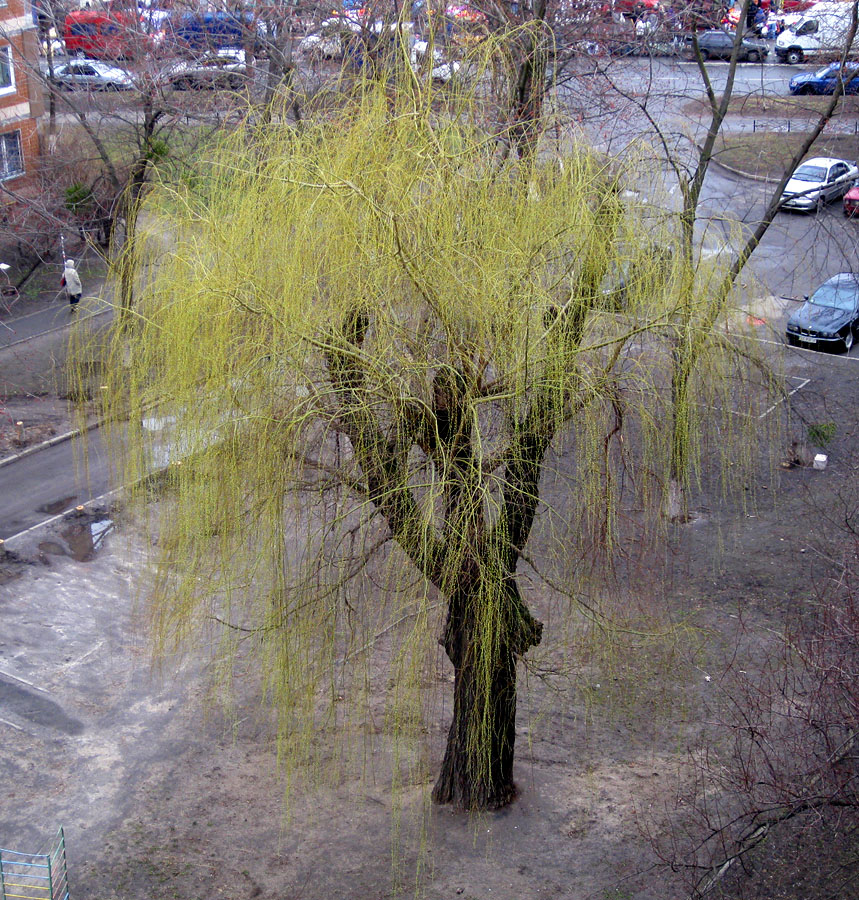 Изображение особи Salix &times; sepulcralis.