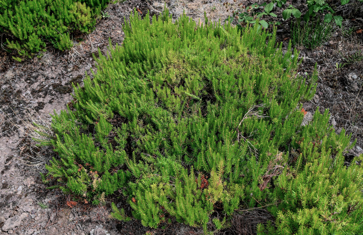 Изображение особи Erica platycodon.