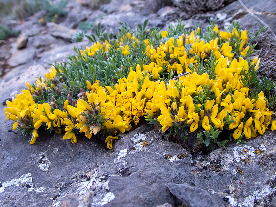 Изображение особи Genista scythica.