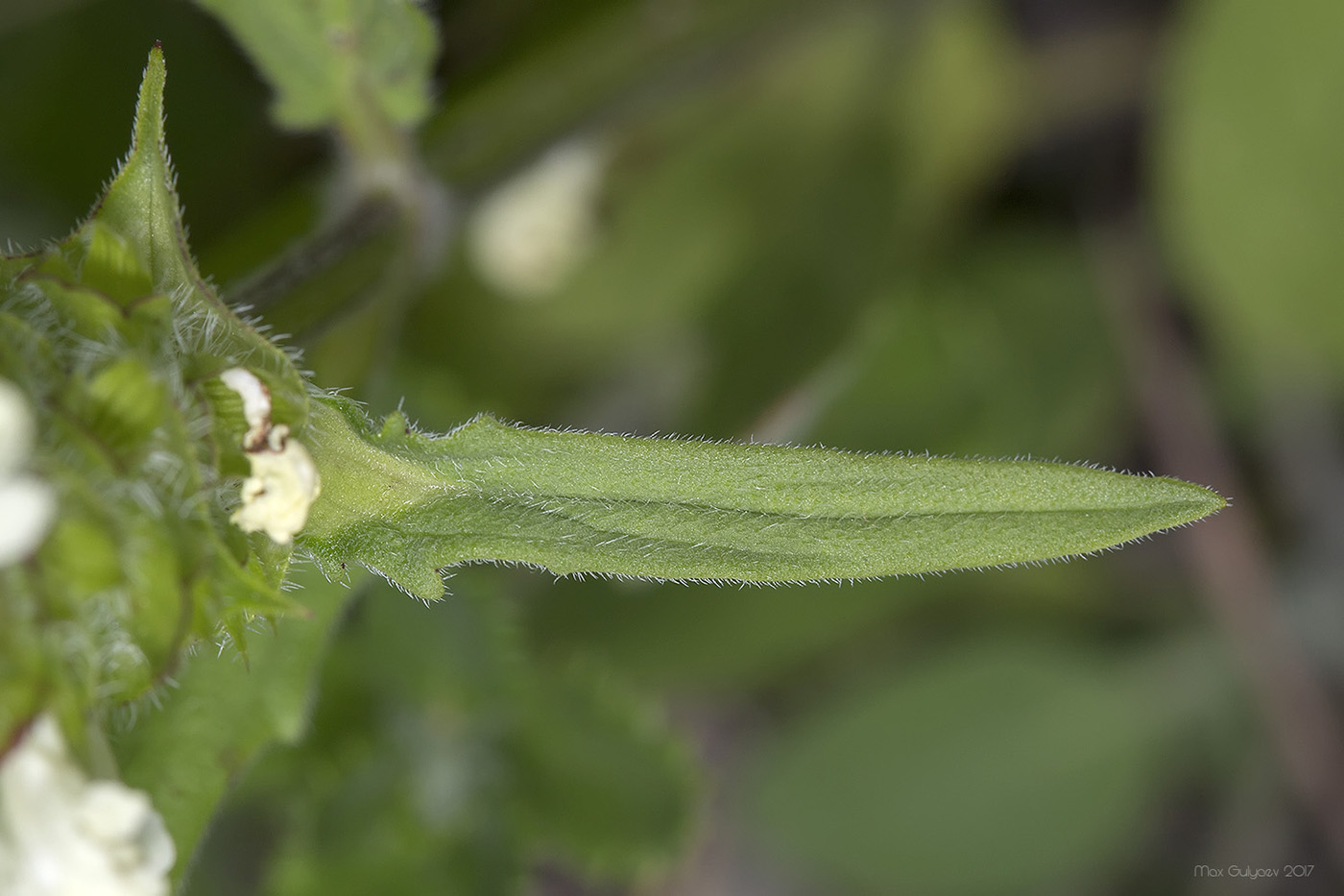 Изображение особи Prunella laciniata.