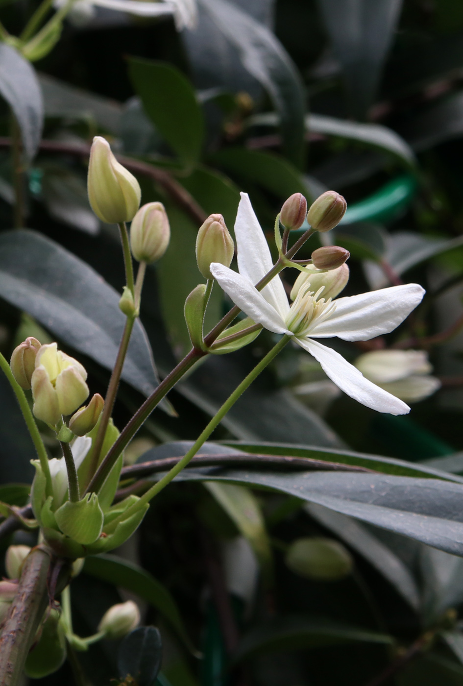 Image of Clematis armandii specimen.