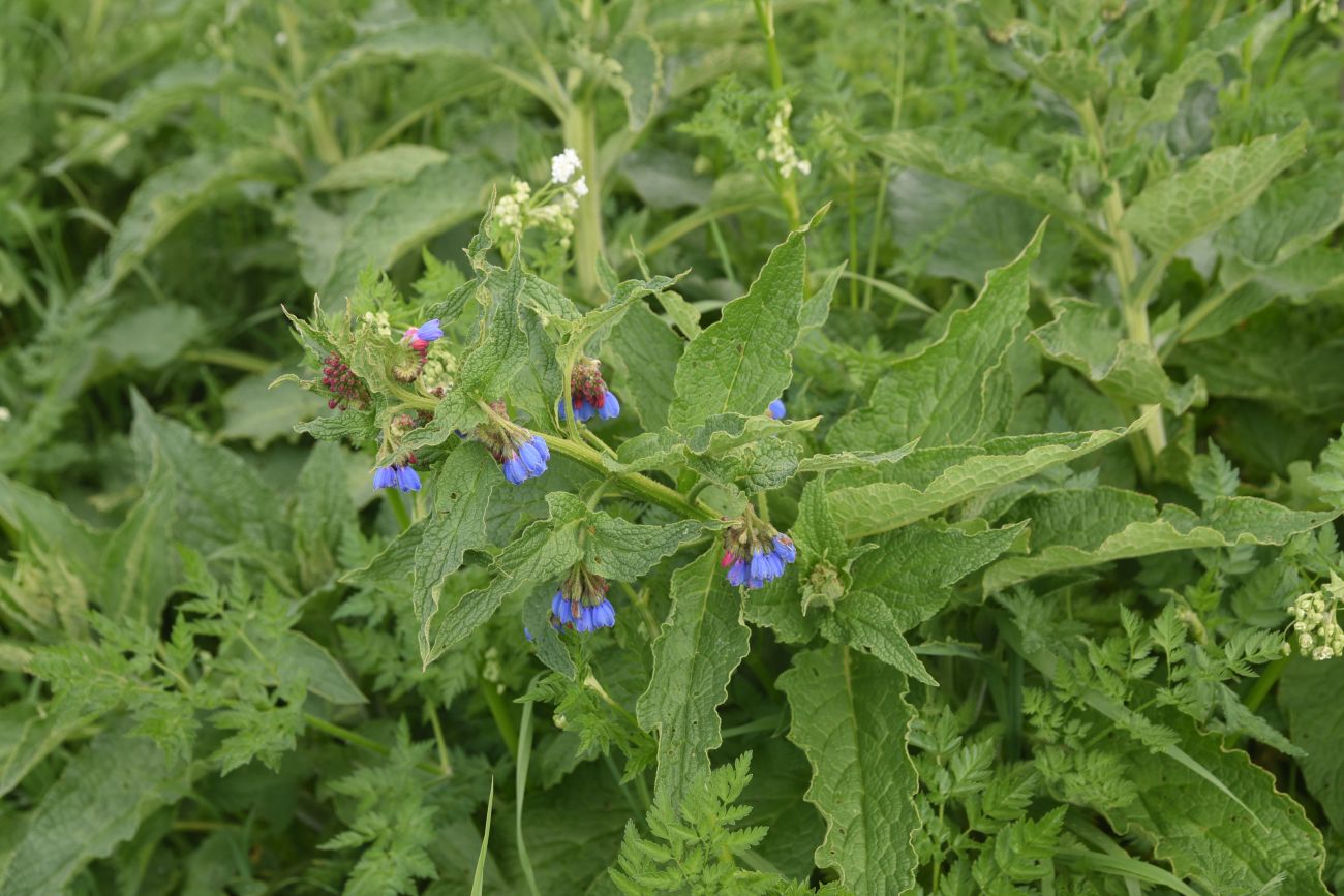 Изображение особи род Symphytum.