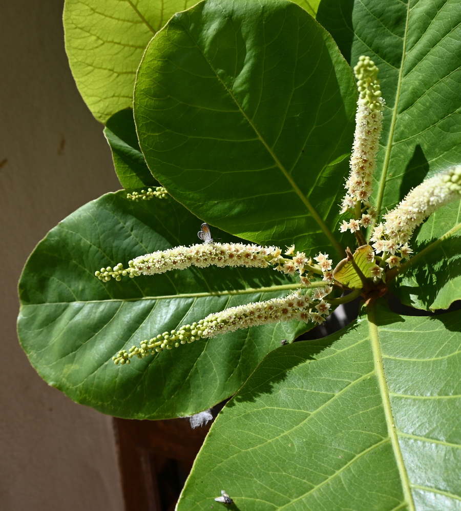 Image of Unknown species specimen.