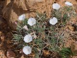 Convolvulus spinifer. Цветущее растение. Киргизия, Баткенская обл., Баткенский р-н, окр. с. Самаркандык, Туркестанский хр., горы Сары-Тоо, уроч. Мадыген, краснопесчаниковые толщи. 11 мая 2026 г.