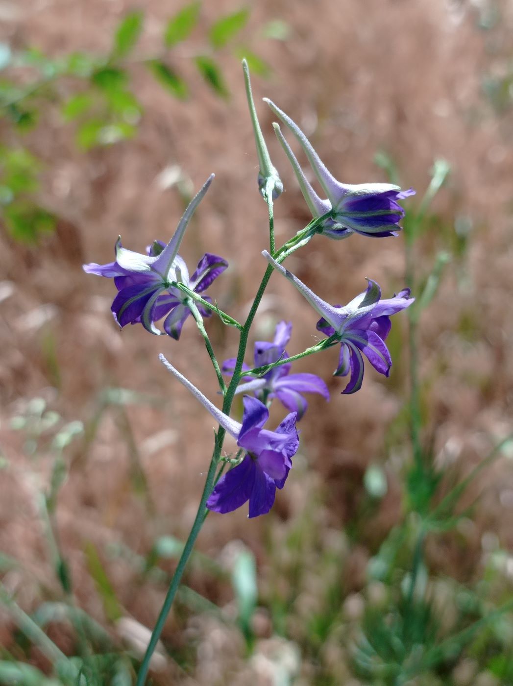 Image of Delphinium consolida specimen.