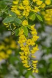 Laburnum anagyroides. Соцветие и листья. Дагестан, г. Дербент, городское озеленение. 02.05.2026.