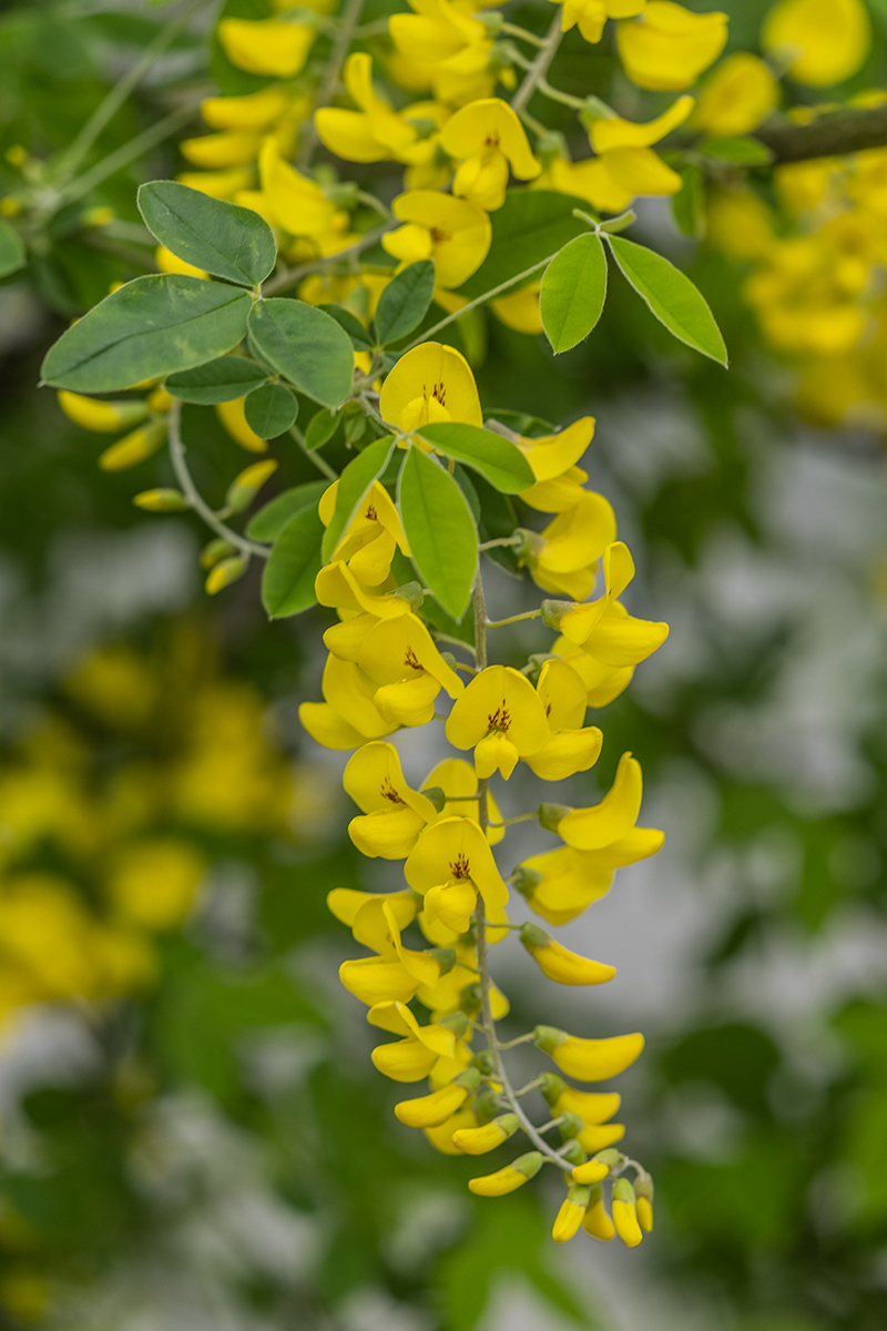 Изображение особи Laburnum anagyroides.