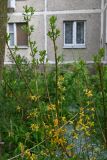 род Forsythia. Ветви цветущего растения. Московская обл., ГО Подольск, мкр-н Климовск, палисадник. 05.06.2026.