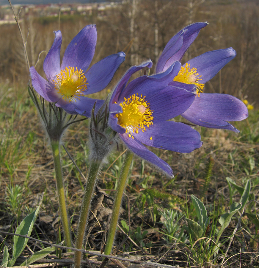 Image of Pulsatilla patens specimen.