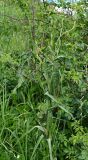 род Tragopogon. Растение с отцветшими и бутонизирующими соцветиями. Тульская обл., Богородицкий р-н, пос. Товарковский, склон оврага южной экспозиции, луг. 31.05.2026.