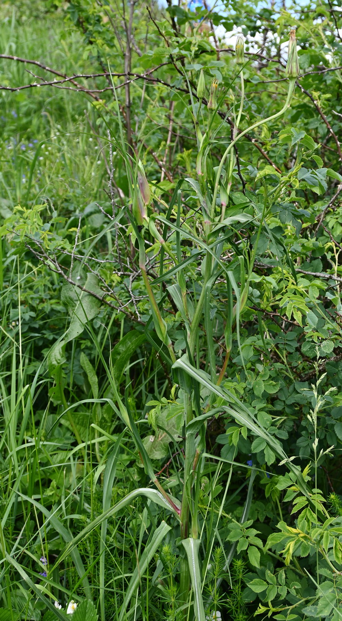Изображение особи род Tragopogon.
