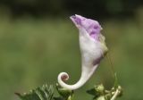 Impatiens furcillata. Цветок (вид сбоку). Приморский край, Шкотовский р-н, окр. с. Новонежино, сырой луг. 08.08.2026.