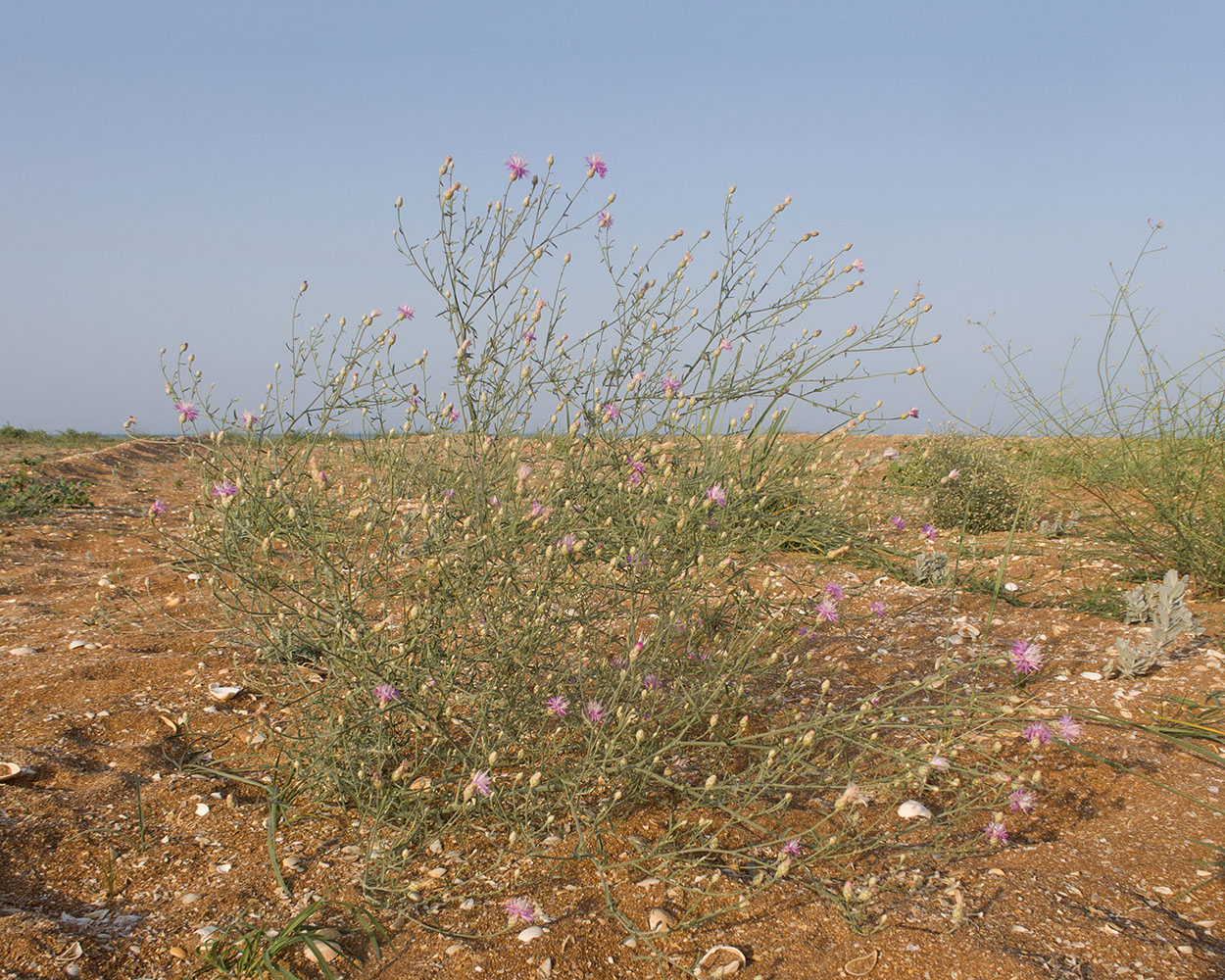 Image of genus Centaurea specimen.