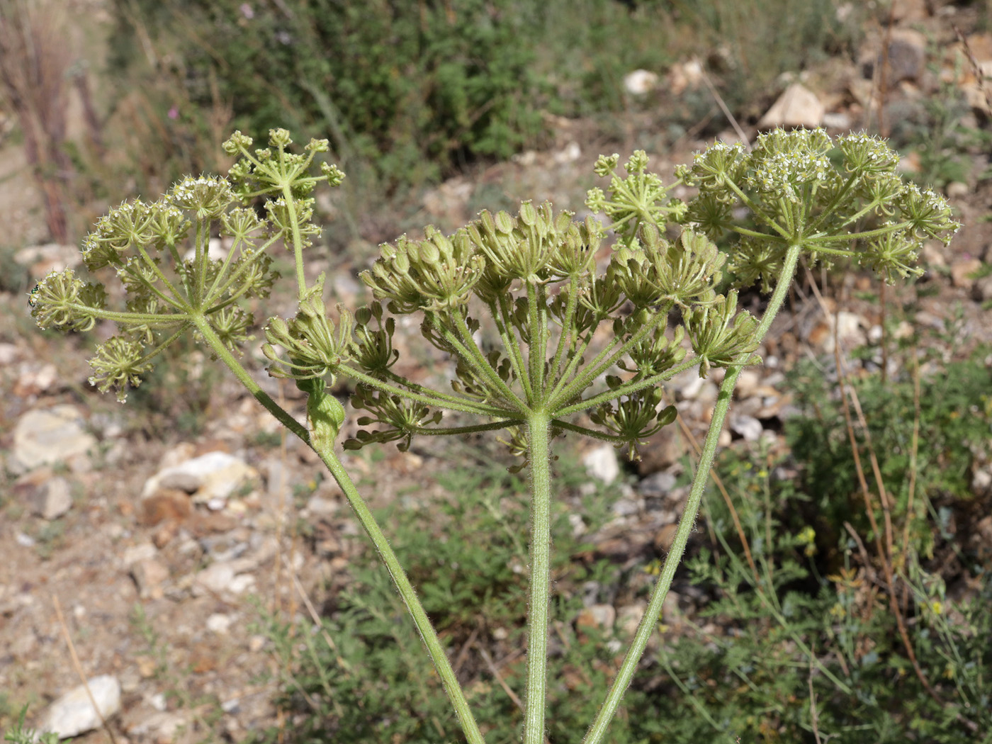 Image of Tetrataenium olgae specimen.
