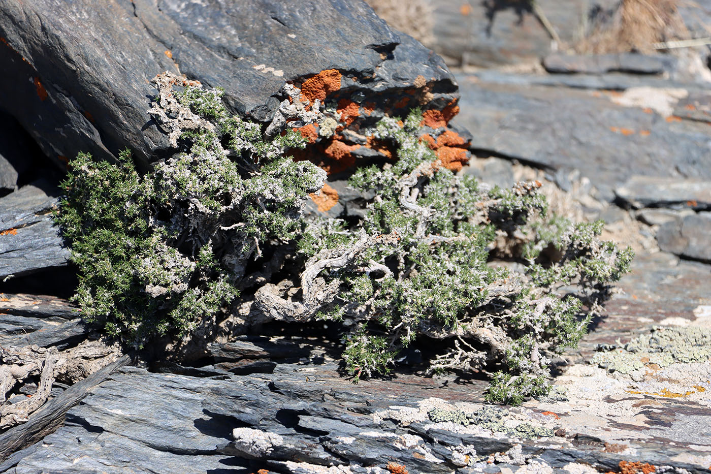 Image of Nanophyton saxatile specimen.