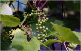 Vitis × alexanderi. Формирующееся соплодие. Московская обл., Раменский р-н, окр. дер. Хрипань, садовый участок. 06.07.2026.
