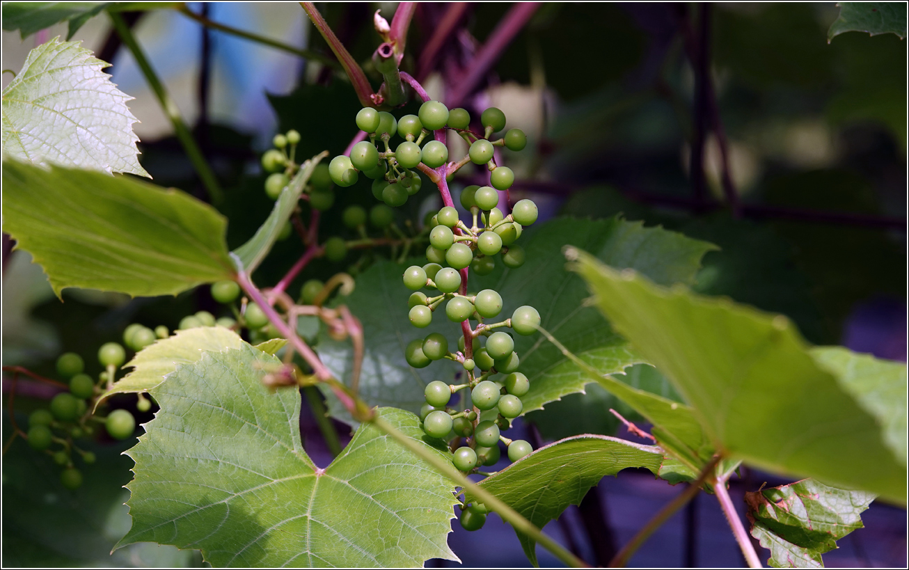 Image of Vitis × alexanderi specimen.