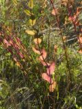 Bupleurum rotundifolium. Основание растения с отмирающими листьями. Республика Молдова, муниципалитет Кишинёв, г. Кодру, пустырь. 29 июля 2026 г.