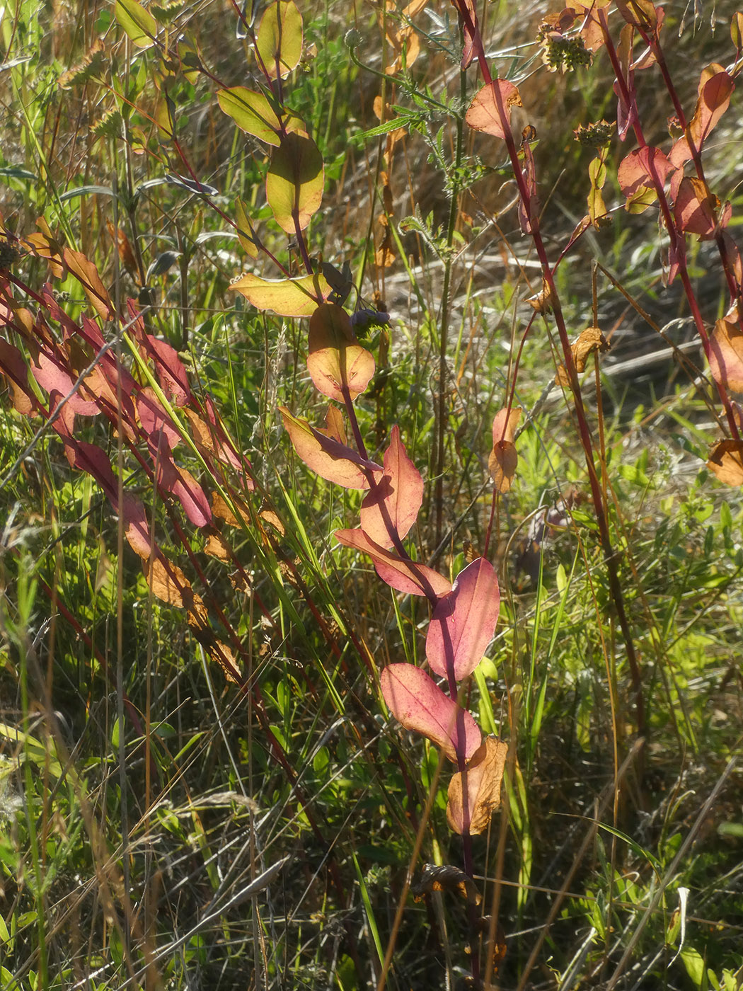 Image of Bupleurum rotundifolium specimen.