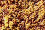 Sphagnum balticum. Вегетирующие коричневато-жёлтые мхи на фоне тёмно-красного Sphagnum medium. Ленинградская обл., Ломоносовский р-н, Сюрьевское болото, ровный сфагновый ковёр. 03.05.2025.