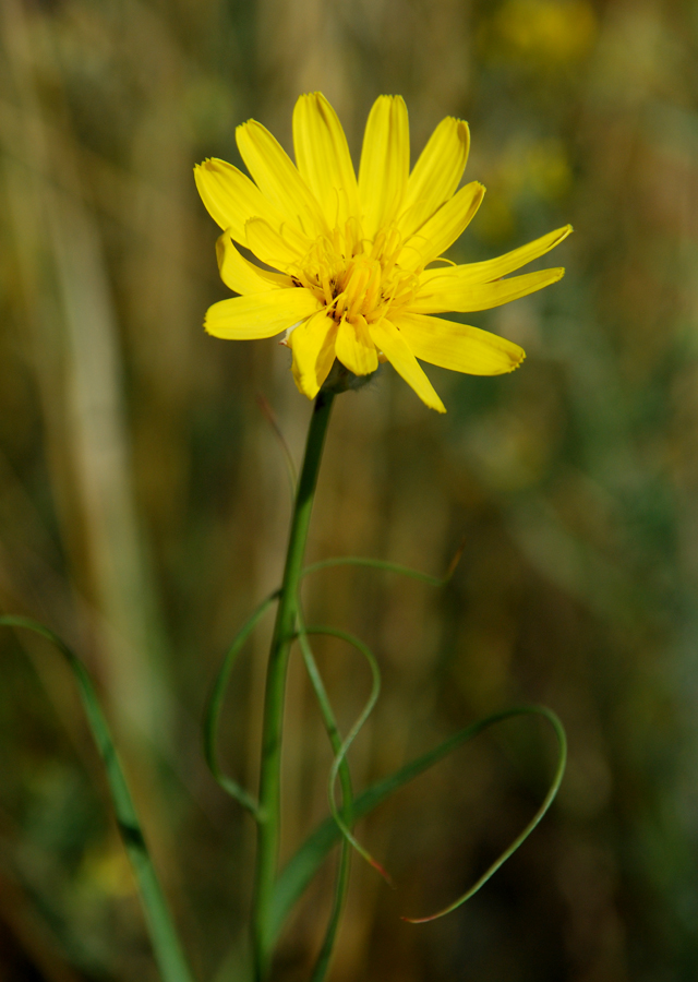 Image of Scorzonera ensifolia specimen.