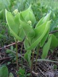 Maianthemum bifolium. Зацветающее растение. Окр. Смоленска, долина безымянного ручья. 20.05.2011.