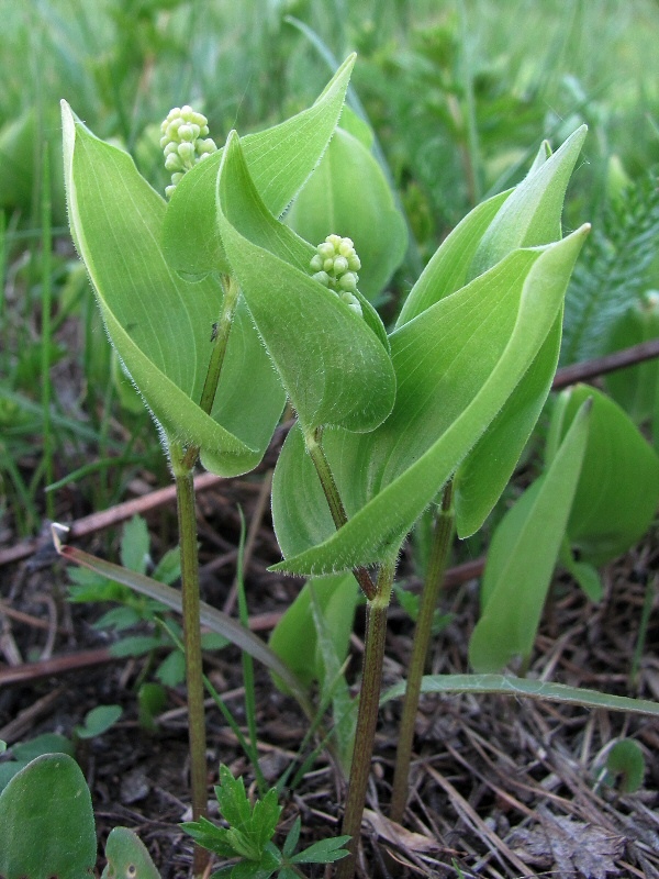 Изображение особи Maianthemum bifolium.