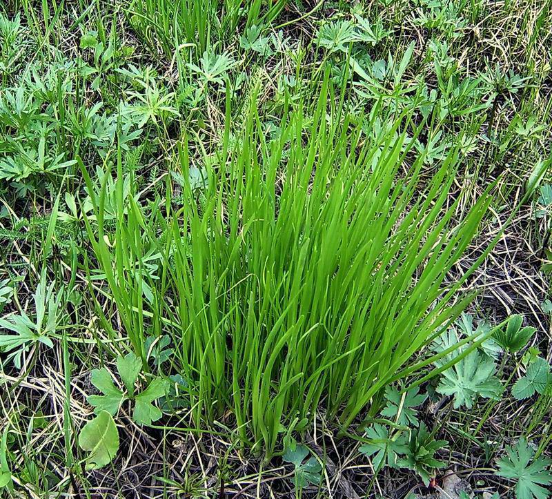 Image of Allium angulosum specimen.