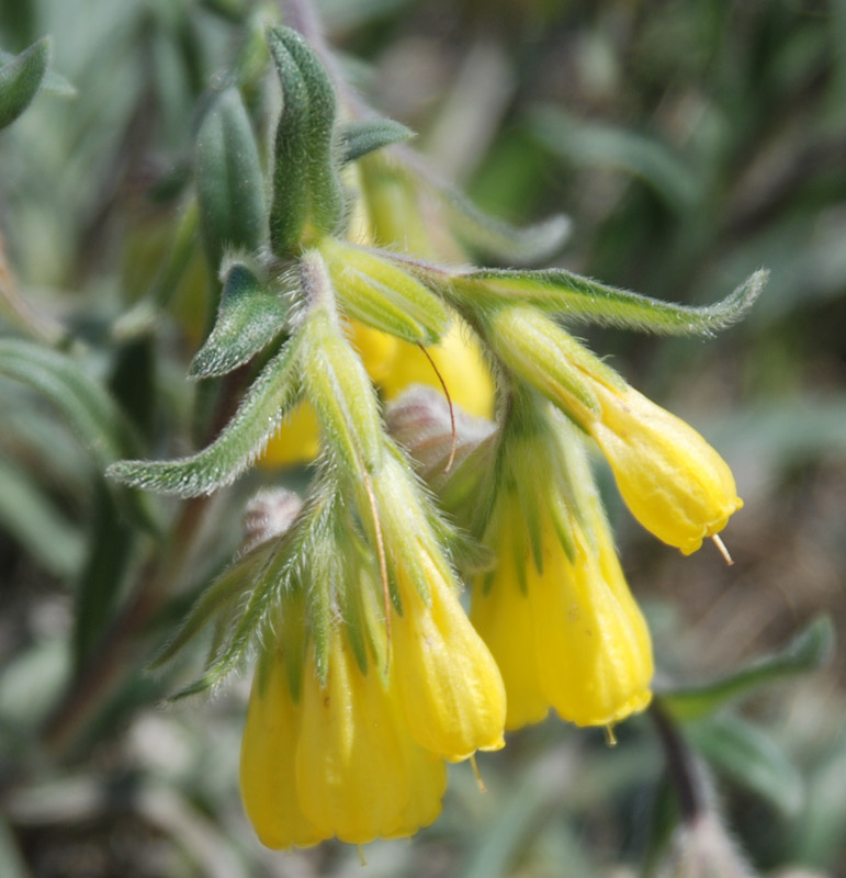 Image of Onosma taurica specimen.