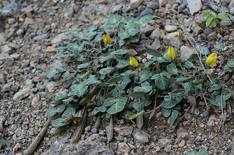 Image of Chesneya ternata specimen.