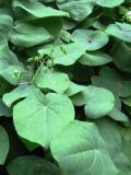 Epimedium colchicum. Плодоносящие растения. Москва, ГБС РАН. 09.06.2011.