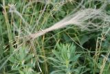 genus Stipa. Опавшие плоды. Воронежская обл., Лискинский р-н, музей-заповедник \"Дивногорье\", ковыльно-разнотравная степь. 12.06.2011.