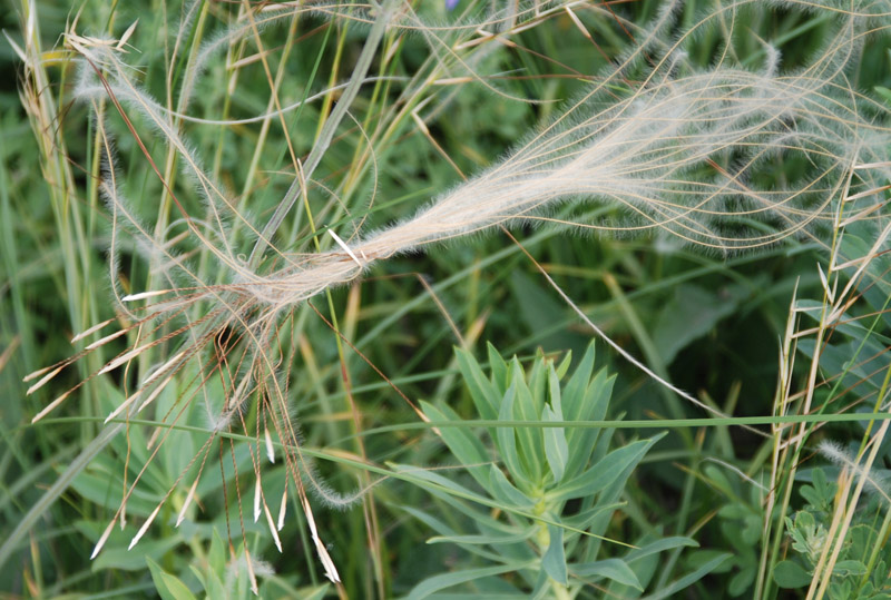 Изображение особи род Stipa.