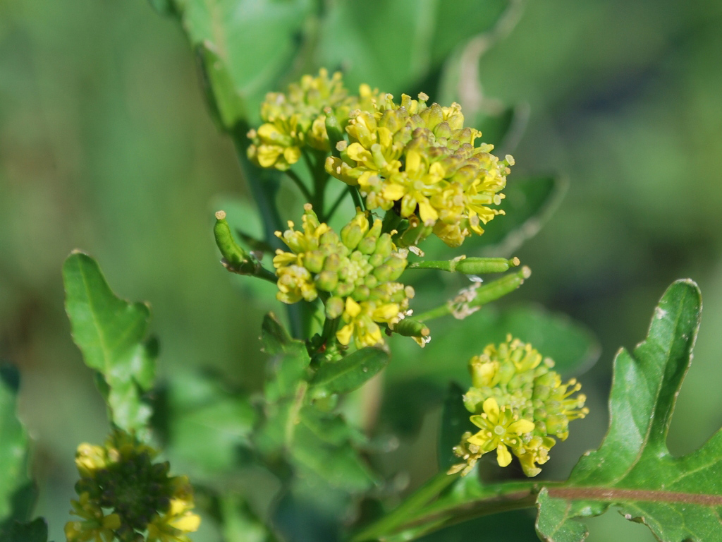 Изображение особи Rorippa palustris.